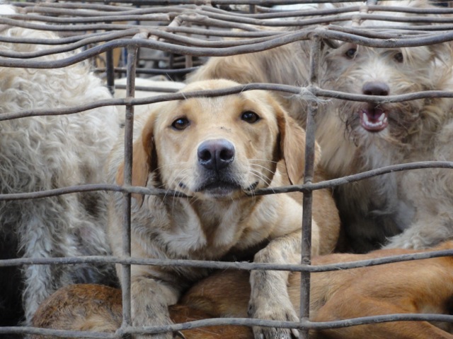 Häkissä koiria, jotka olivat matkalla Vietnamiin. Nämä koirat pelastettiin koiranlihakaupalta, mutta ne on riistetty omistajiltaan, joiden luokse niitä ei tiedetä enää palauttaa. Kuva: Soi Dog Foundation. 