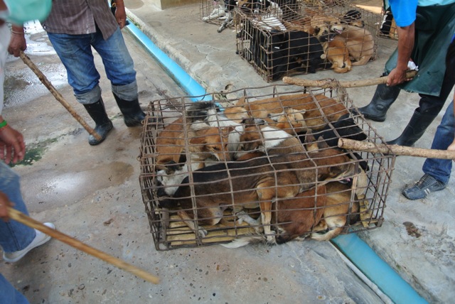 soi-dog_koiria-hakissa-1_pieni-kuva