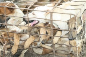 Koiranlihakauppa on kamalan julmaa. Kuva: Soi Dog