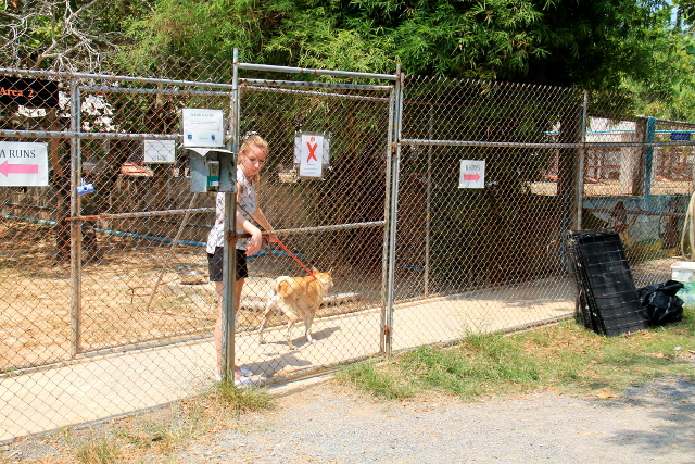 Vapaaehtoinen viemässä koiraa takaisin aitaukseen. 