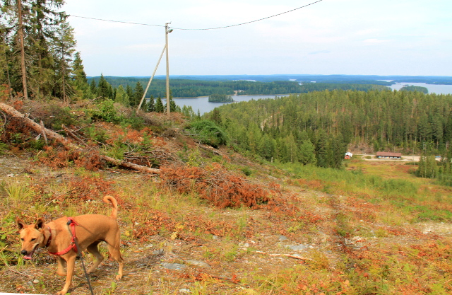 Wispa Pääskyvuoren laella. 