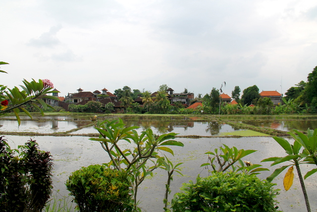 Yllätyksekseni ihan Ubudin keskustassakin on tämmöisiä riisipeltoplänttejä. Balilla kasvatetaan riisiä kaikkialla missä tilaa liikenee. Tämmöistä löytyy Hanuman- ja Monkey Forest -katujen väliseltä alueelta.