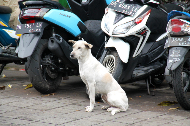 Tämä koira kiinnitti huomiomme Ubudin keskustassa, kun se nakotti paikallaan liikenteen vieressä ja tuijotti kadun toiselle puolelle. Siellä oli balilaisen eläinsuojelujärjestön Bawan toimisto ja kymmenen minuutin päästä siellä oli ruokinta-aika ympäristön katukoirille. Sitä tämä valkoinen kaunistus odotti. 