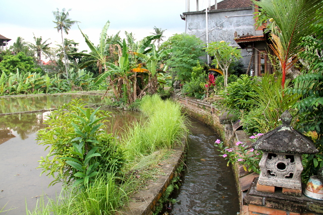 Riisipeltojen kastelua varten Bali on täynnä tällaisia ojia. 