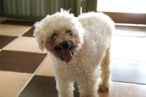 Toinen vahtimistani koirista, 16-vuotias sokea ja kuuro tyttö. 