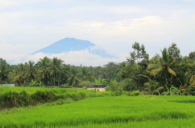 vuori-riisipellon-takana-2