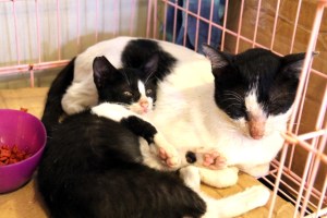 Emo ja poika Gili Menon saarella kissaheräämössä. 