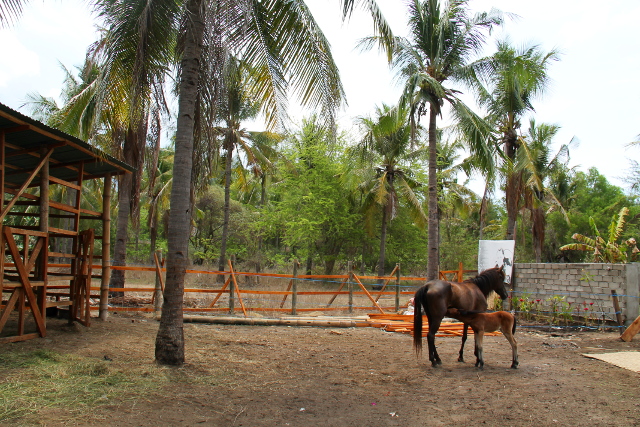 Hevoset Lutwalan takana. 