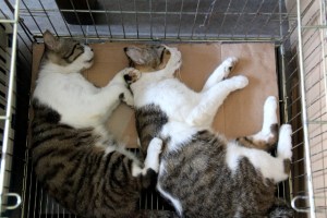 Hyvä että nämä kaksi valtavaa kollia saatiin steriloitaviksi, ne olisivat ehkä ehtineet saattaa kovin monet kissaneidit raskaaksi uudelleen ja uudelleen. 