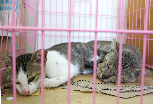 kaksi-kissa-toipilaina-trawangan