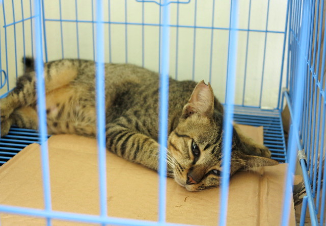 Kissa heräilemässä leikkauksen jälkeen. 