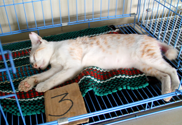 kissa-heraamossa-menolla