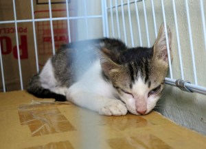 Heräilevä kissa leikkauksen jälkeen. 