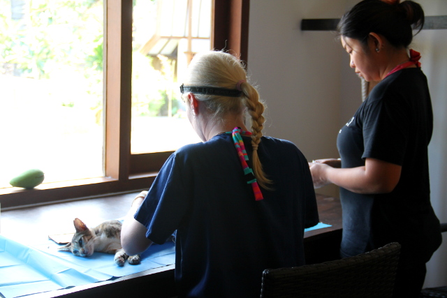 Eläinlääkärit työssä Oceans 5 -sukelluskeskuksen klinikaksi ja heräämöksi muunnetussa luokkahuoneessa. 