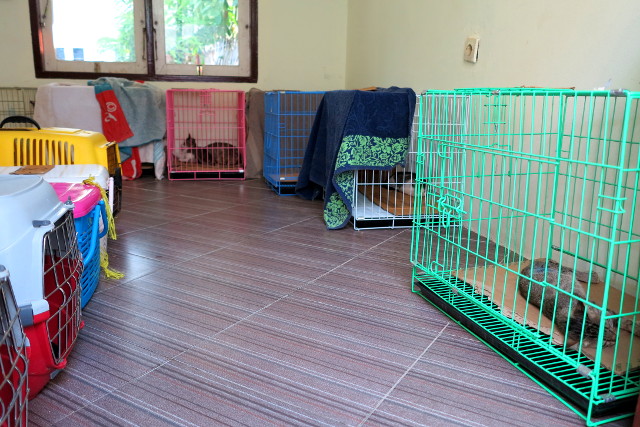 Kissojen heräämö Gili Trawanganilla. Siellä piti vuokrata kissakaupan takana olevasta guest housesta huone tätä varten. 