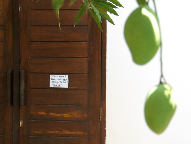 Klinikan ovi ja puusta roikkuvat mangot, joita piti väistellä liikkuessa klinikalle ja takaisin. 
