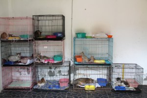 Lutwalan kissasairaala on pieni huone, mutta parempi kuin ei mitään. 