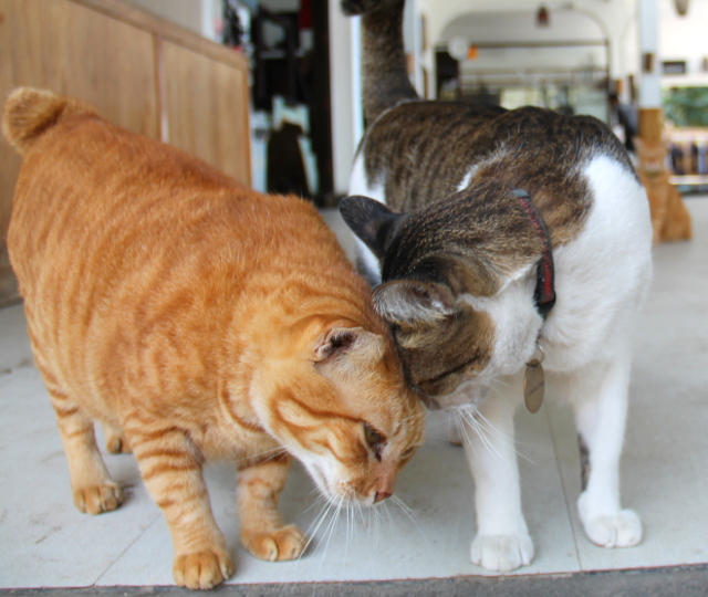 lutwalan-kissat-puskevat