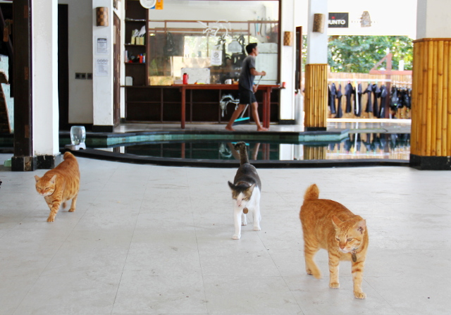 Lutwalassa asuvia kissoja. 