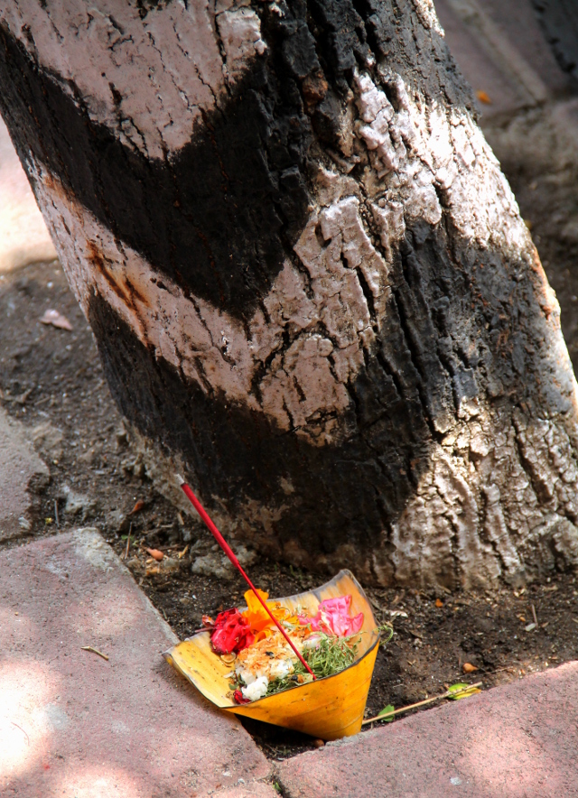 Puuhun on maalattu jonkinlainen henkiin liittyvä kuvio ja juurella on uhrilahja, joita on Balilla vähän joka rakennuksen edessä. 