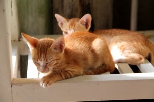 Pari pientä kissaa, jotka jäivät odottamaan seuraavaa sterilointiklinikkaa. 