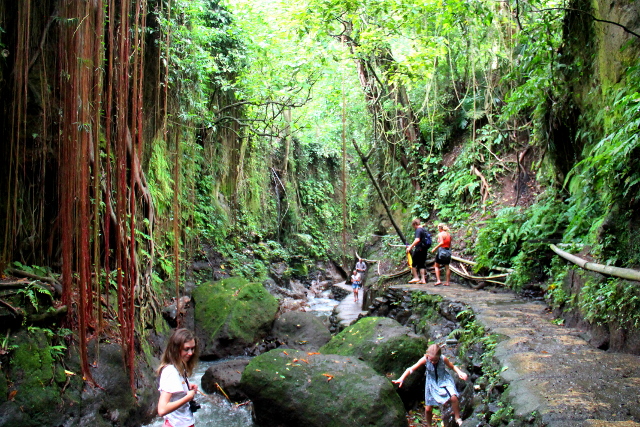 polku-monkey-forestissa