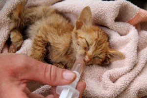 Kuva sairaasta pennusta, josta kukaan ei halua pitää huolta, pitäisi riittää kertomaan, miksi kissat pitää steriloida. 