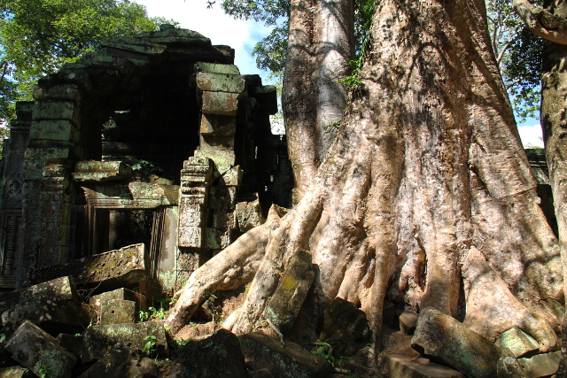 iso-puu-raunioilla-ta-prohm