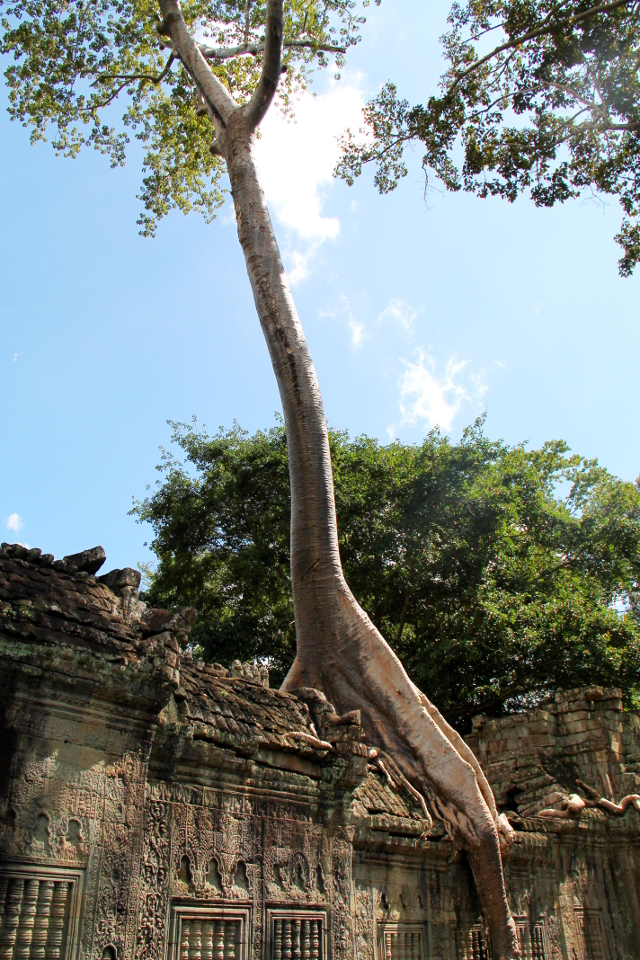 puu-kasvaa-temppeliraunioista