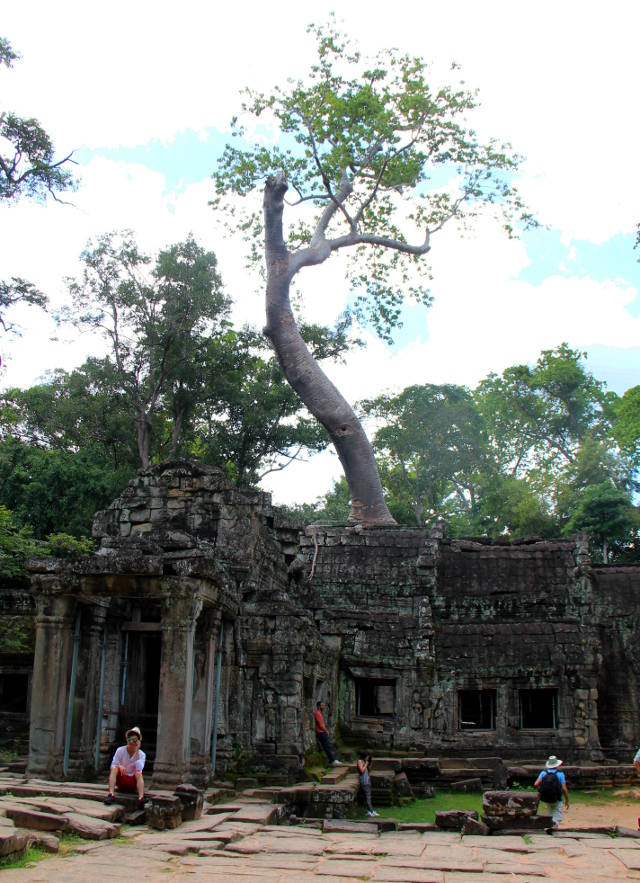 puu-kasvaa-temppelista