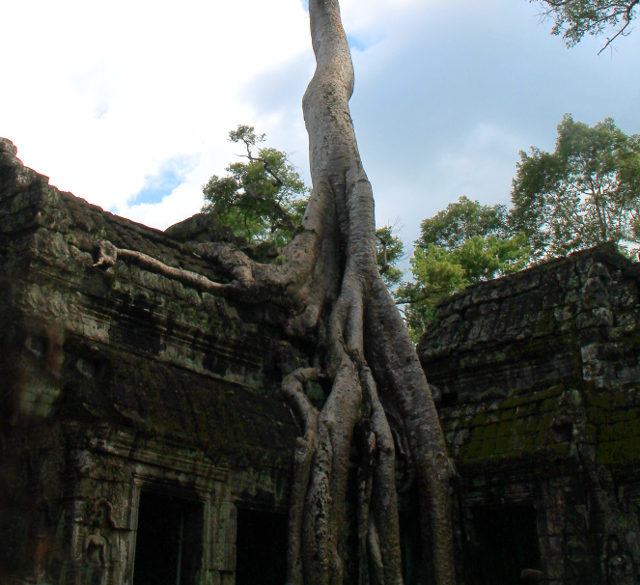 Puun juuret ikään kuin valuvat rauniota pitkin.