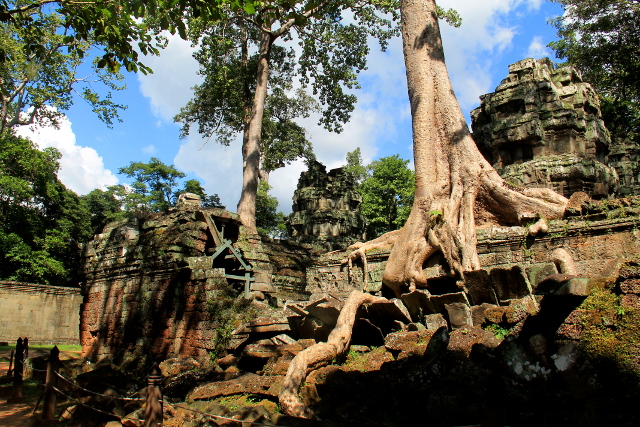 puun-juuria-ta-prohm-2