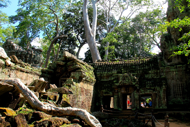 ta-prohm-1
