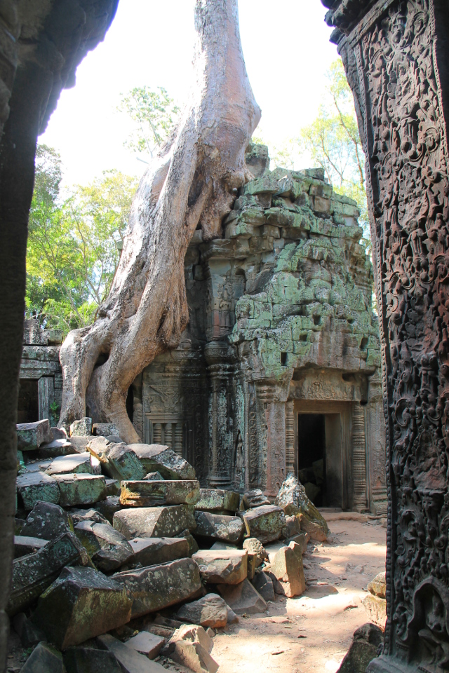 ta-prohm-12