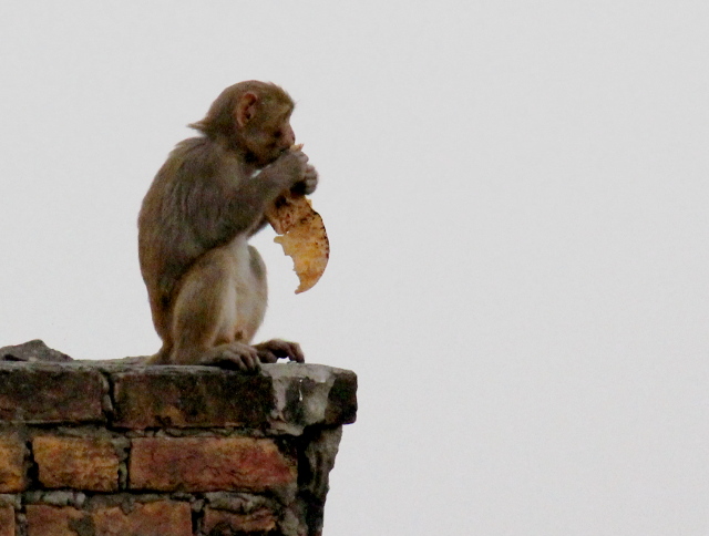 Etenkin iltaisin näkyi apinoita ja niitä saattoi tulla parvekkeellenikin. Silloin pitää lukita ovi. 