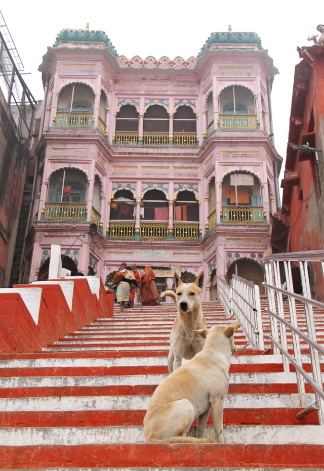 dogs-on-stairs-varanasi