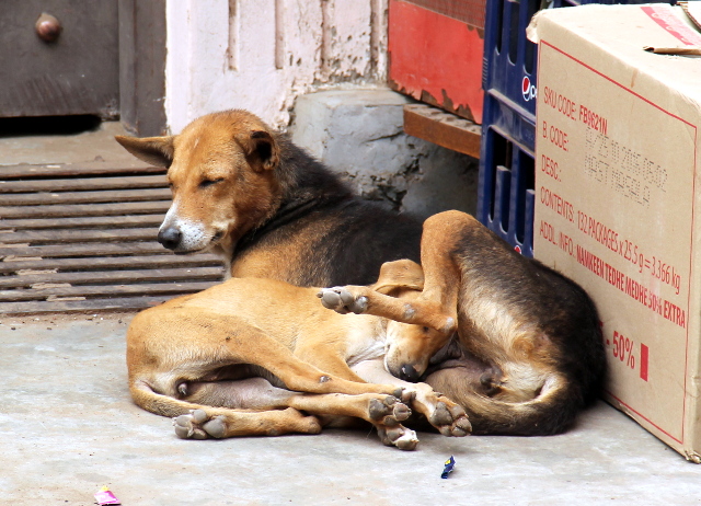 emo-ja-isompi-pentu-makaa