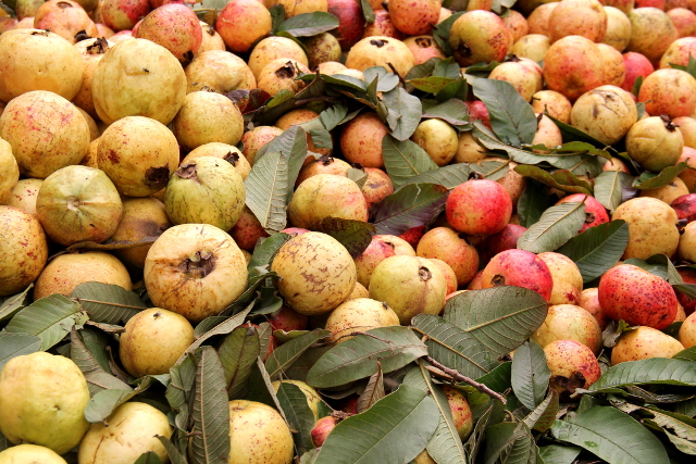 Guavoja myynnissä katukärryissä. 