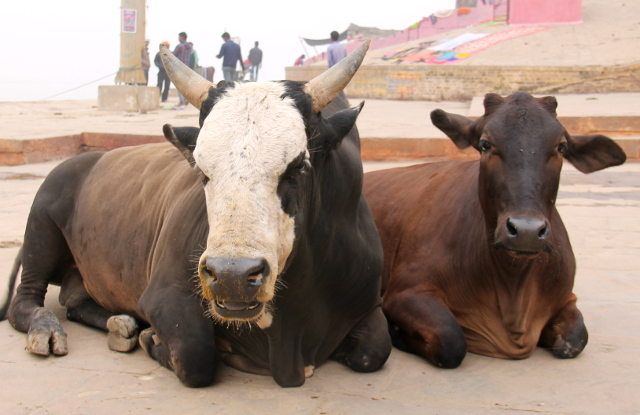 kaksi-lehmaa-varanasissa