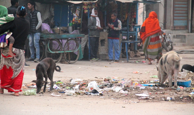 Koira ja possu kadulla tonkimassa roskia. 