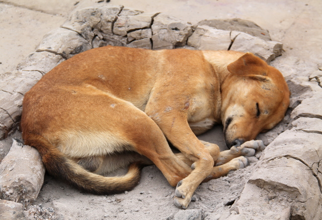 Koira makaamassa lämpimässä nuotiotuhkassa. 
