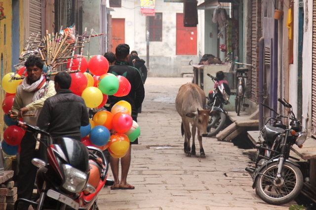 lehma-ja-ilmapalloja-varanasin-kujalla