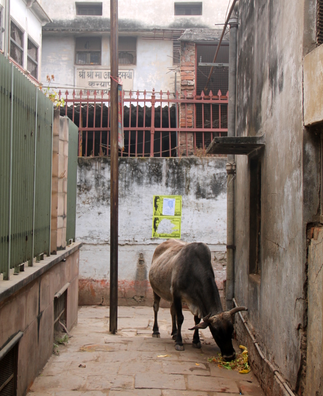 lehma-varanasin-kujalla