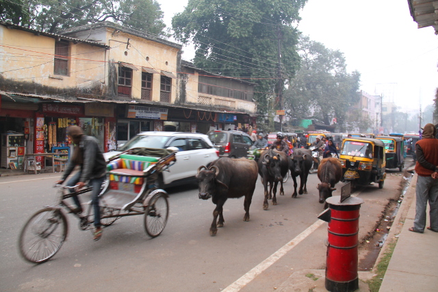 liikennetta-ja-puhveleita