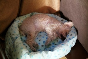 Scamps ei käy kävelyillä, vaan lähinnä nukkuu vanhan leidin unia. 