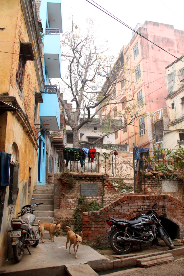 varanasin-kujia-ja-koiria