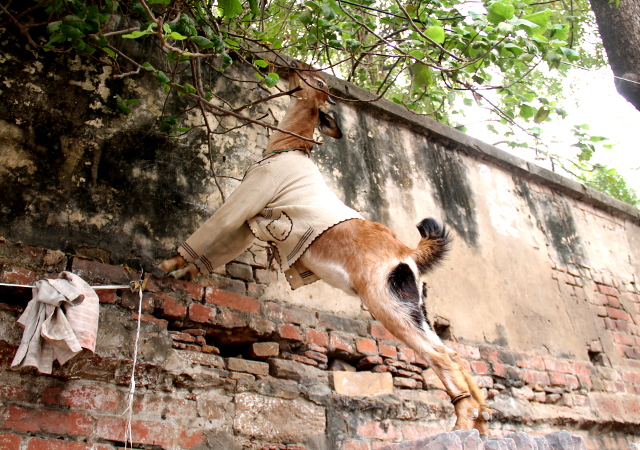 vuohi-paita-paalla-varanasissa