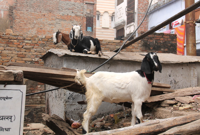 vuohijengi-varanasissa