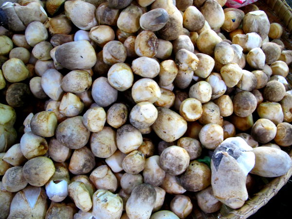 Olkisieniä myynnissä torilla. Olkisienet ovat umpioita palleroita ja klassisemman sienen näköinen muoto löytyy uloimman kerroksen sisältä. Nam. 