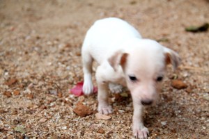 Oli mahtavaa, kun pentju alkoi pysymään jaloillaan. 